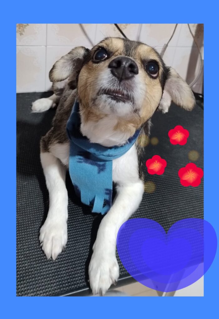 Mimos Dog Pet Shop Bairro Alto – Curitiba