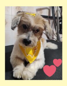 Mimos Dog Pet Shop Bairro Alto – Curitiba