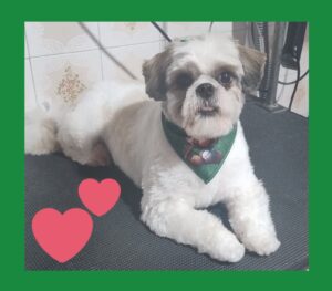 Mimos Dog Pet Shop Bairro Alto – Curitiba