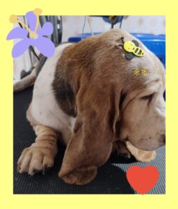 Mimos Dog Pet Shop Bairro Alto – Curitiba