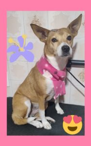 Mimos Dog Pet Shop Bairro Alto – Curitiba