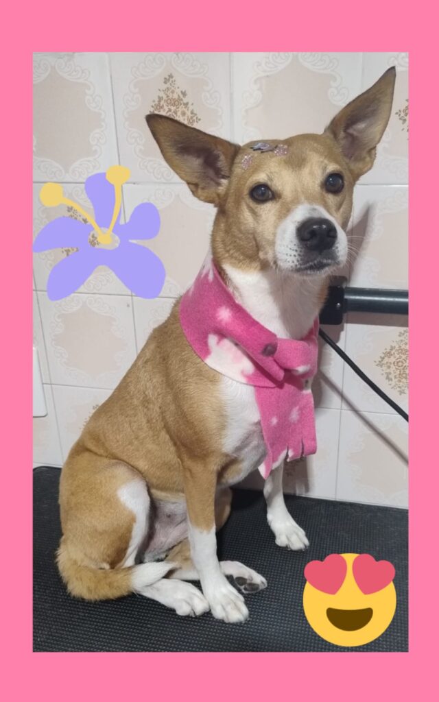 Mimos Dog Pet Shop Bairro Alto – Curitiba