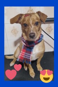 Mimos Dog Pet Shop Bairro Alto – Curitiba