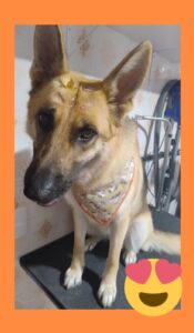 Mimos Dog Pet Shop Bairro Alto – Curitiba