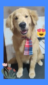 Mimos Dog Pet Shop Bairro Alto – Curitiba