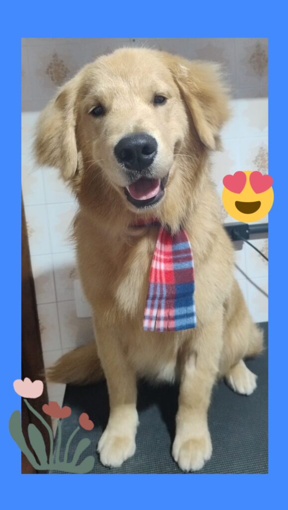 Mimos Dog Pet Shop Bairro Alto – Curitiba