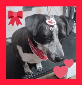 Mimos Dog Pet Shop Bairro Alto – Curitiba