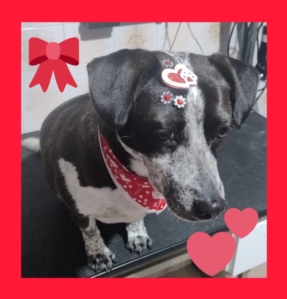 Mimos Dog Pet Shop Bairro Alto – Curitiba