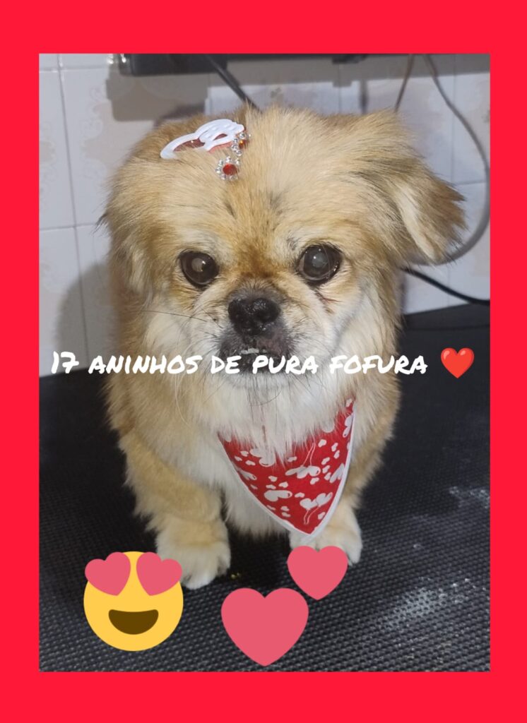 Mimos Dog Pet Shop Bairro Alto – Curitiba