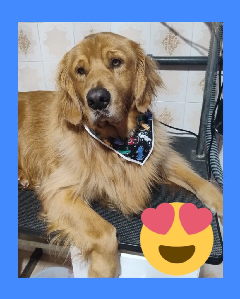 Mimos Dog Pet Shop Bairro Alto – Curitiba