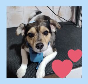 Mimos Dog Pet Shop Bairro Alto – Curitiba