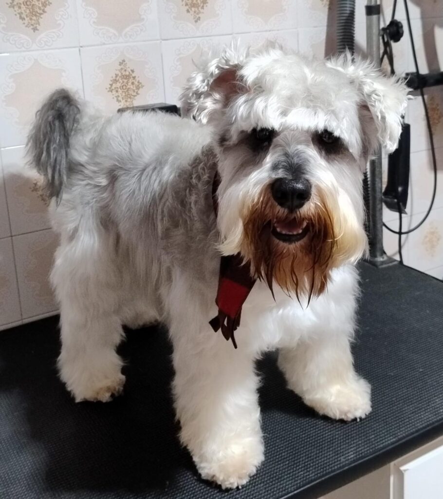 Pet Shop Mimos Dog Bairro Alto Curitiba – Pr (1)