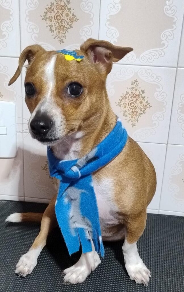 Pet Shop Mimos Dog Bairro Alto Curitiba – Pr (10)