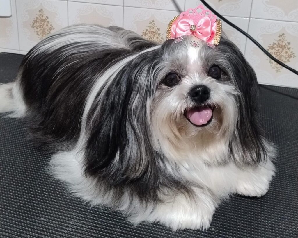 Pet Shop Mimos Dog Bairro Alto Curitiba – Pr (11)