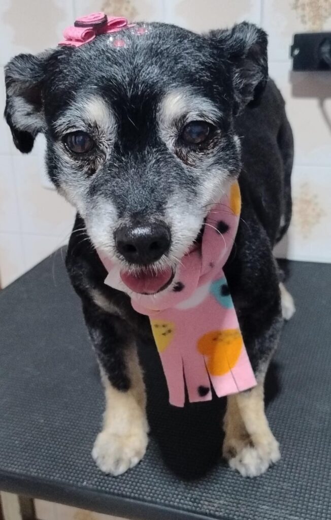 Pet Shop Mimos Dog Bairro Alto Curitiba – Pr (12)