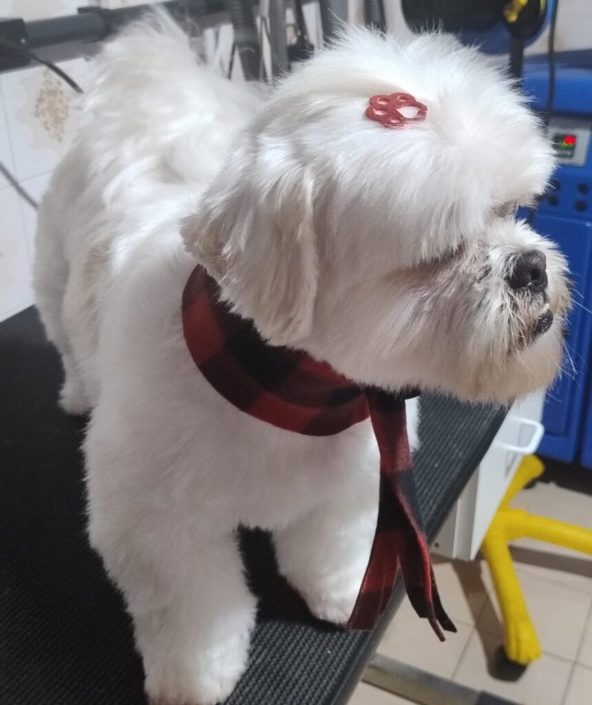 Pet Shop Mimos Dog Bairro Alto Curitiba – Pr (13)