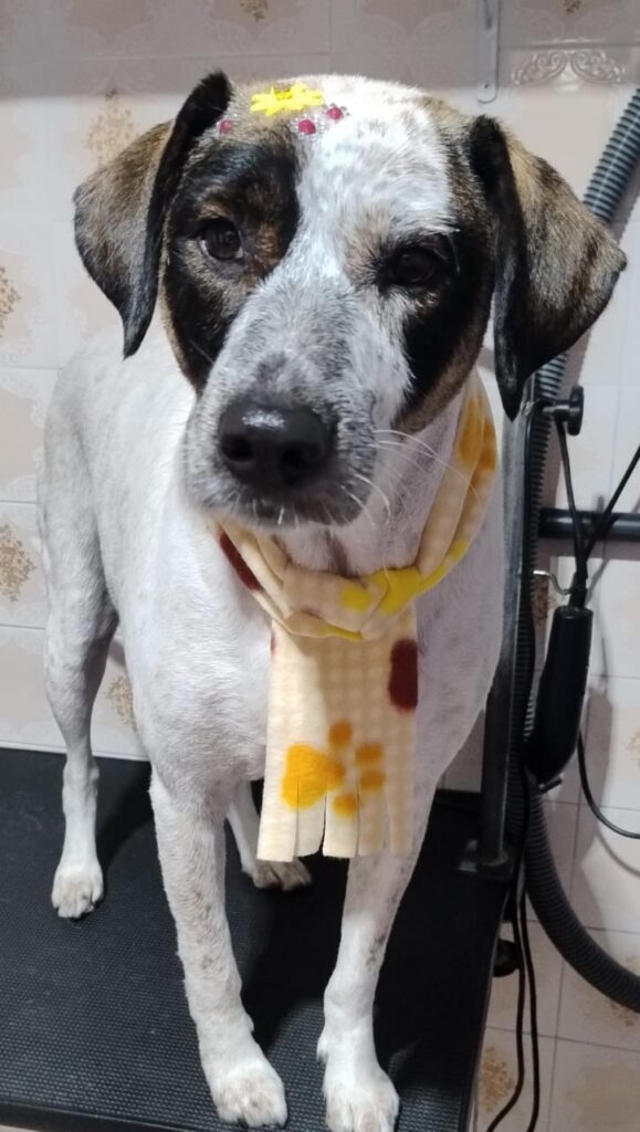 Pet Shop Mimos Dog Bairro Alto Curitiba – Pr (14)