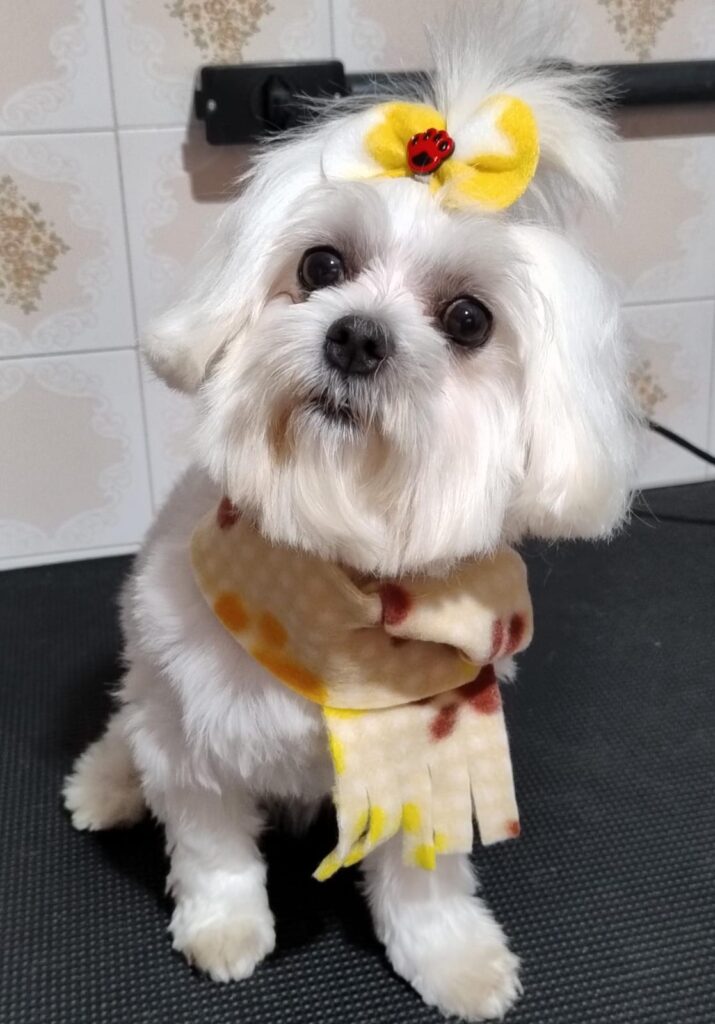 Pet Shop Mimos Dog Bairro Alto Curitiba – Pr (2)