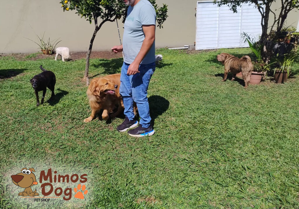 Pet Shop Mimos Dog Bairro Alto Curitiba – Pr (27)