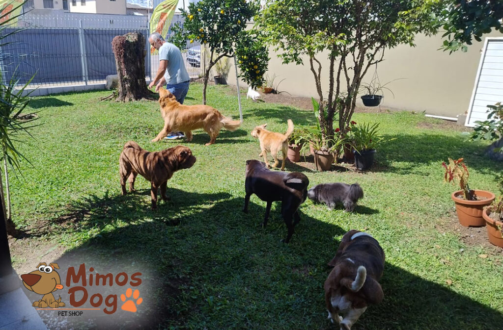 Pet Shop Mimos Dog Bairro Alto Curitiba – Pr (28)