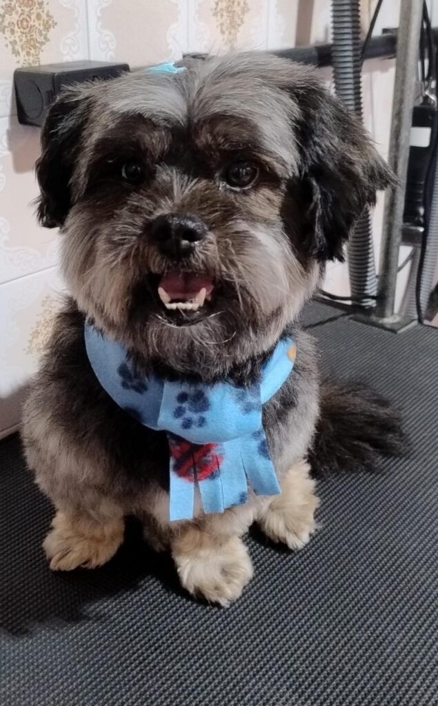 Pet Shop Mimos Dog Bairro Alto Curitiba – Pr (3)