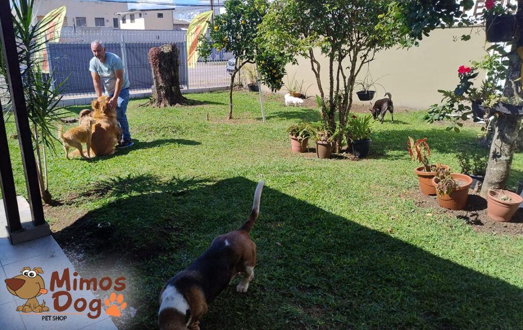 Pet Shop Mimos Dog Bairro Alto Curitiba – Pr (30)