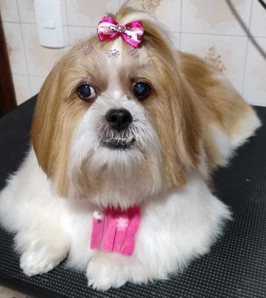 Pet Shop Mimos Dog Bairro Alto Curitiba – Pr (4)