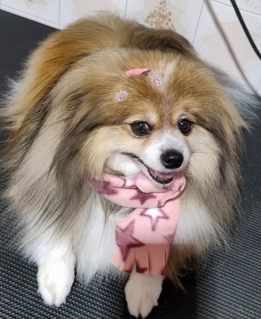 Pet Shop Mimos Dog Bairro Alto Curitiba – Pr (5)