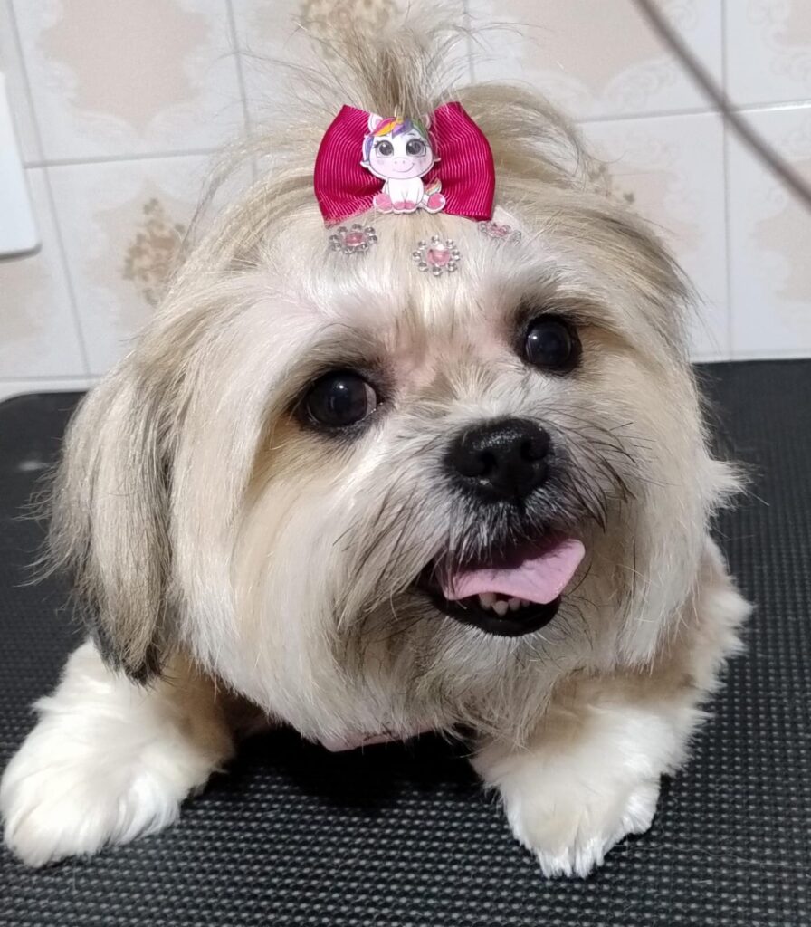 Pet Shop Mimos Dog Bairro Alto Curitiba – Pr (6)