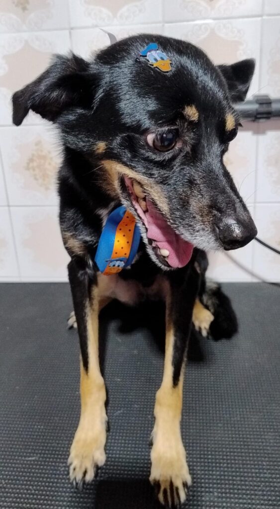 Pet Shop Mimos Dog Bairro Alto Curitiba – Pr (7)