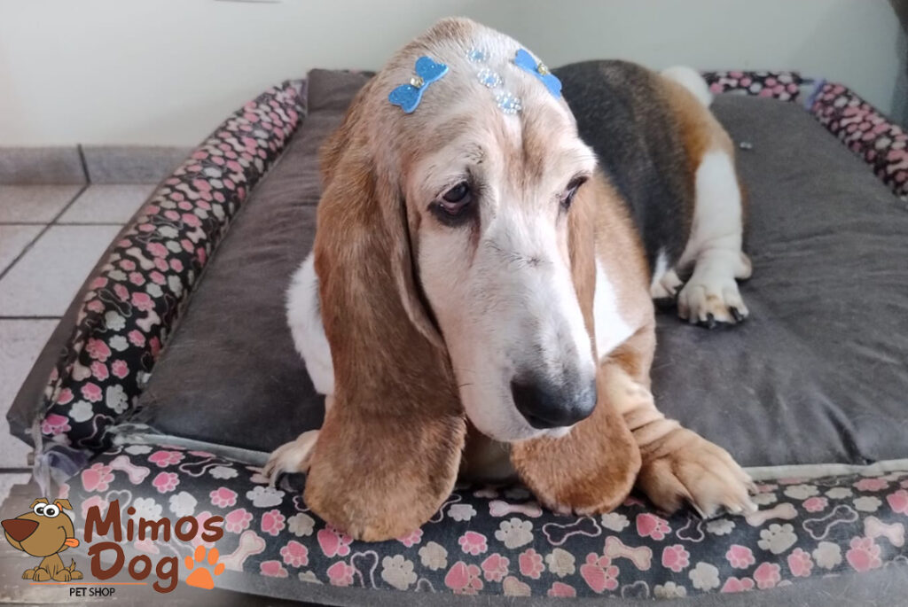 Pet Shop Mimos Dog Bairro Alto Curitiba – Pr (8)