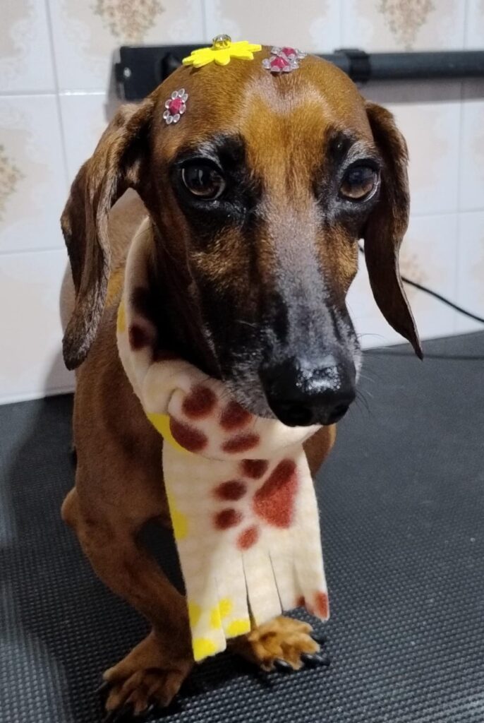 Pet Shop Mimos Dog Bairro Alto Curitiba – Pr (8)