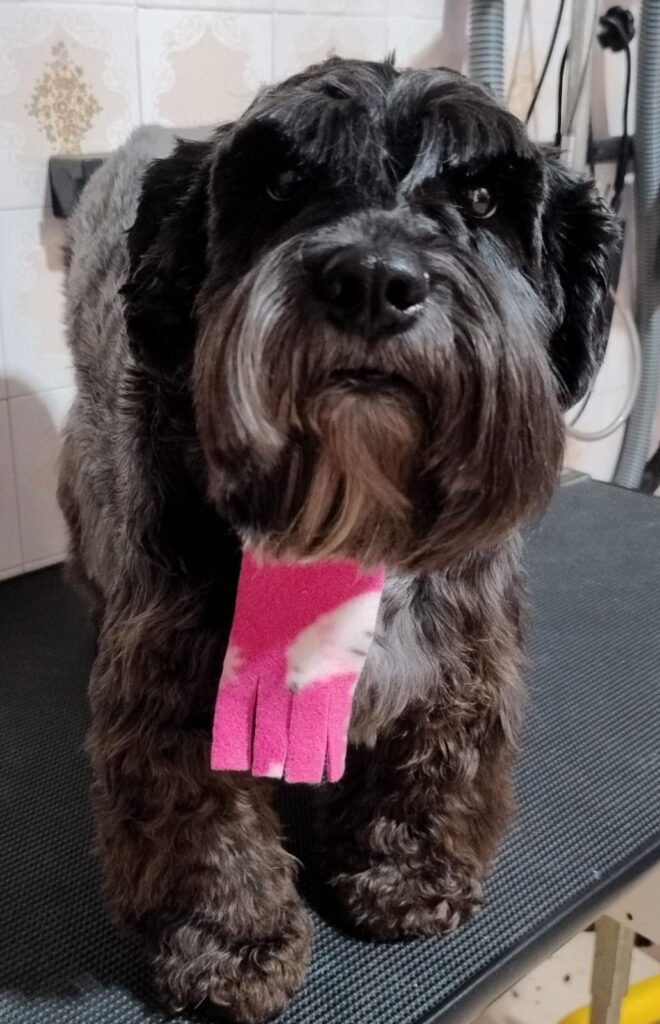 Pet Shop Mimos Dog Bairro Alto Curitiba – Pr (9)