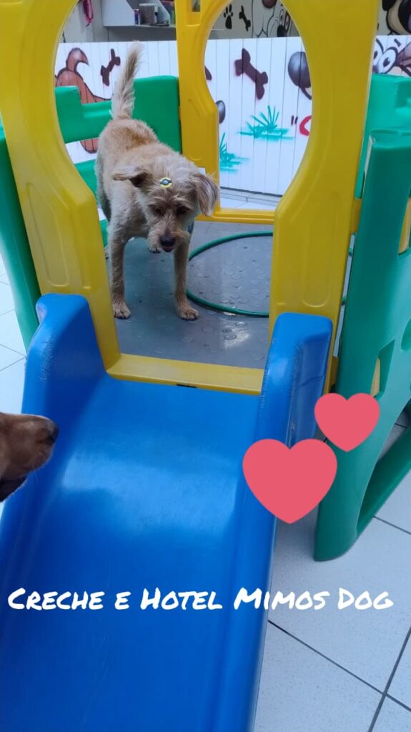 Mimos Dog Pet Shop Bairro Alto – Curitiba