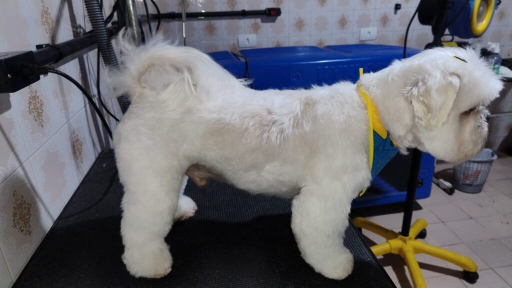 Mimos Dog Pet Shop Bairro Alto – Curitiba