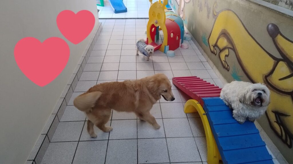 Mimos Dog Pet Shop Bairro Alto – Curitiba
