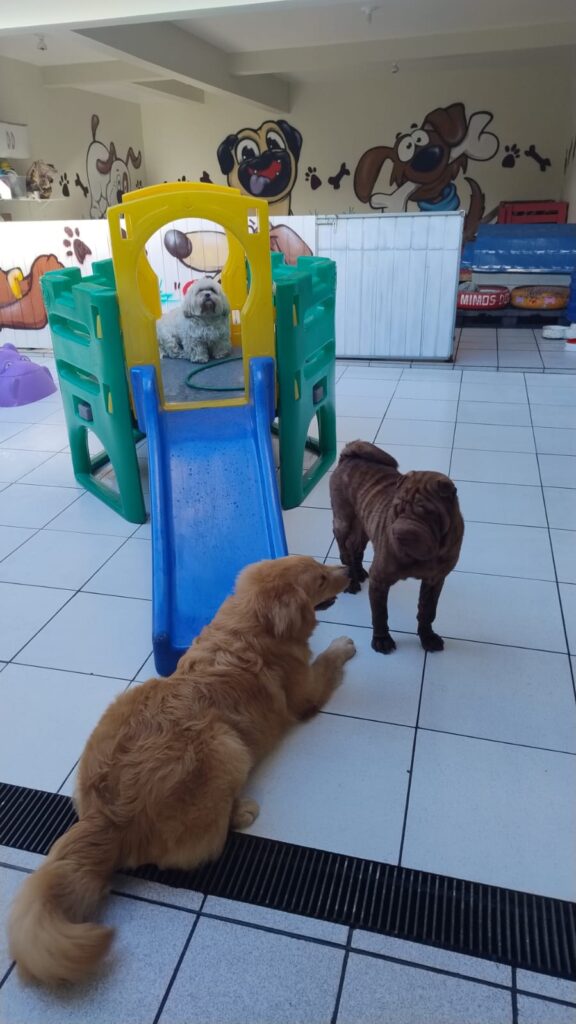 Mimos Dog Pet Shop Bairro Alto – Curitiba