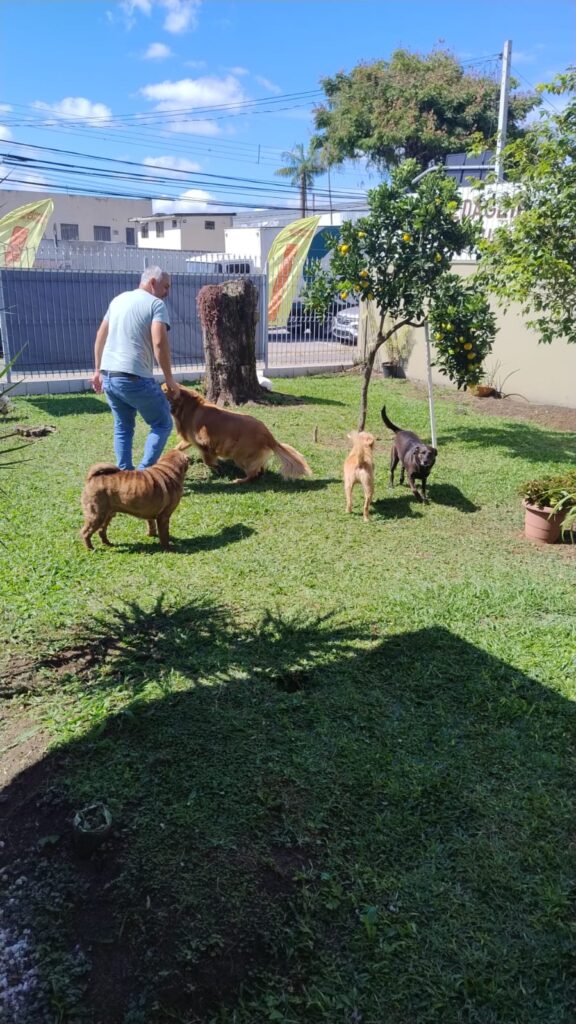 Mimos Dog Pet Shop Bairro Alto – Curitiba