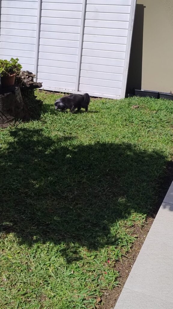 Mimos Dog Pet Shop Bairro Alto – Curitiba