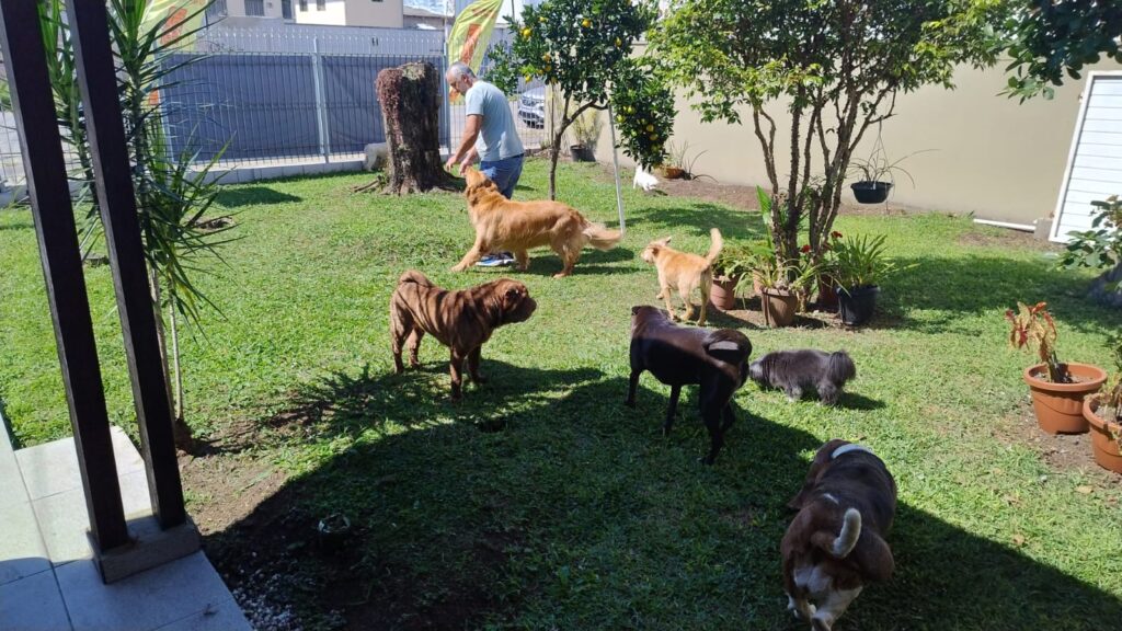 Mimos Dog Pet Shop Bairro Alto – Curitiba