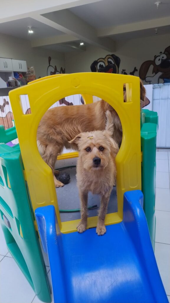 Mimos Dog Pet Shop Bairro Alto – Curitiba