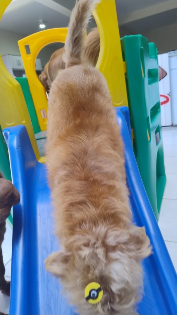 Mimos Dog Pet Shop Bairro Alto – Curitiba