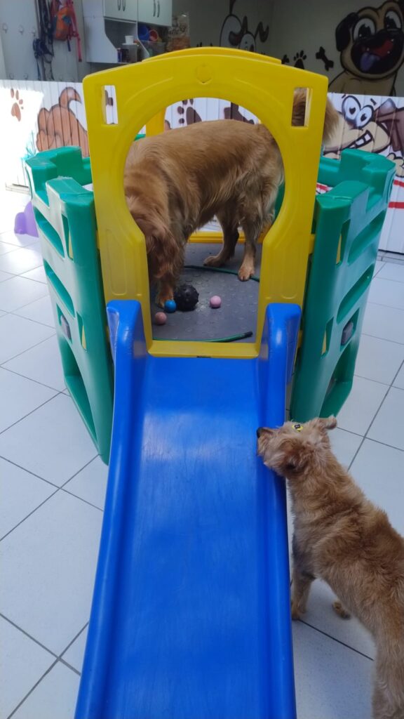 Mimos Dog Pet Shop Bairro Alto – Curitiba