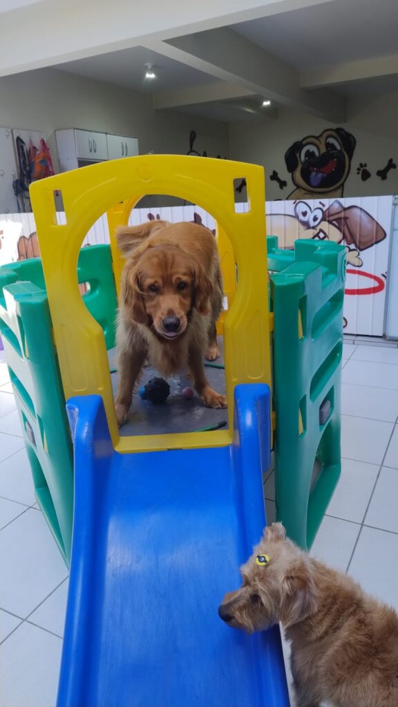 Mimos Dog Pet Shop Bairro Alto – Curitiba