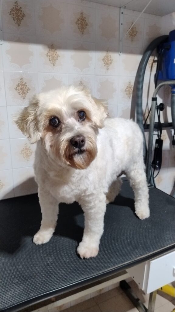 Mimos Dog Pet Shop Bairro Alto – Curitiba