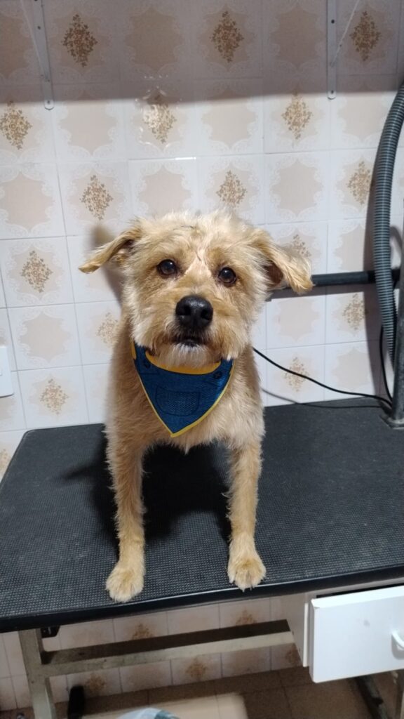 Mimos Dog Pet Shop Bairro Alto – Curitiba