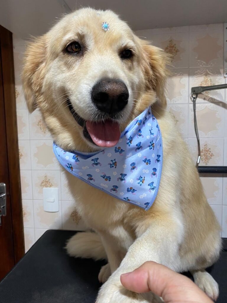 Mimos Dog Pet Shop Bairro Alto – Curitiba