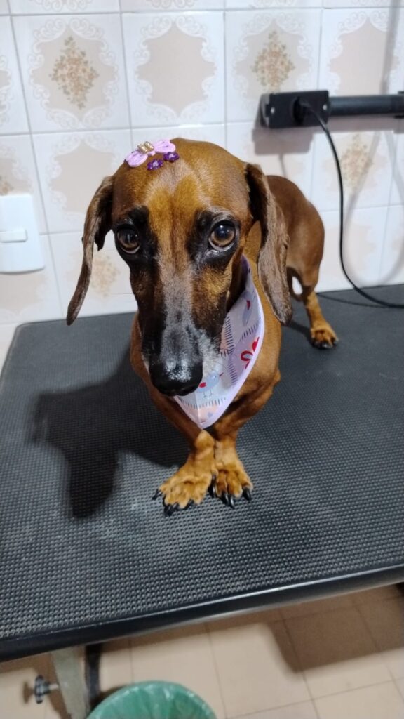 Mimos Dog Pet Shop Bairro Alto – Curitiba