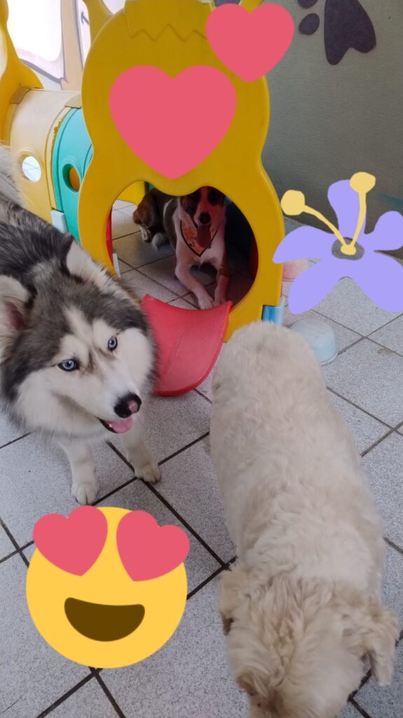 Mimos Dog Pet Shop Bairro Alto – Curitiba