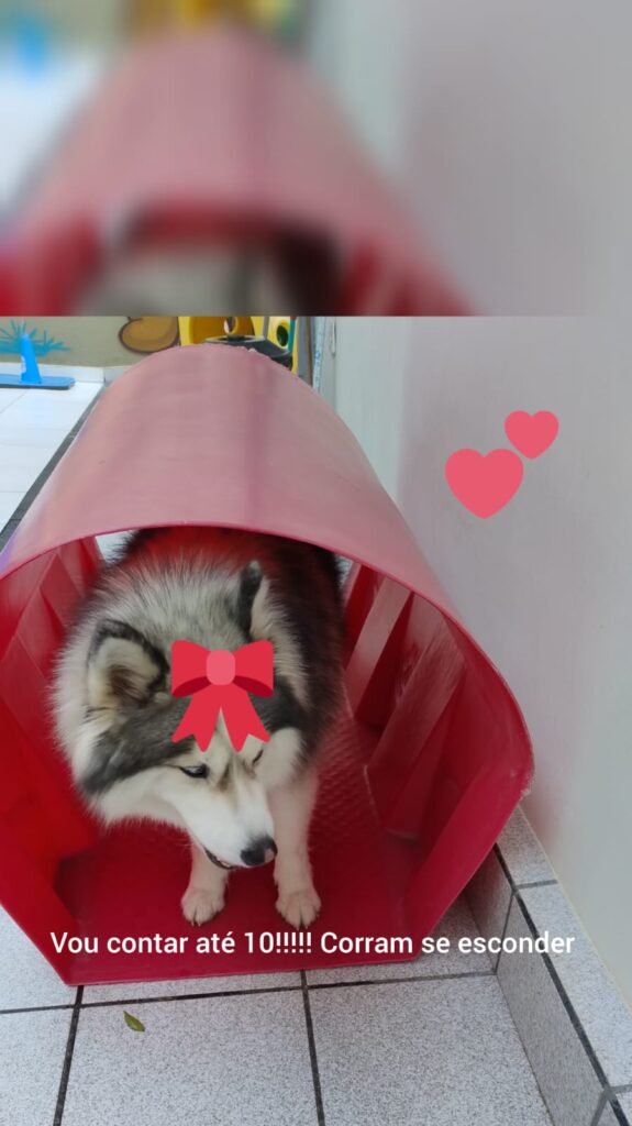 Mimos Dog Pet Shop Bairro Alto – Curitiba